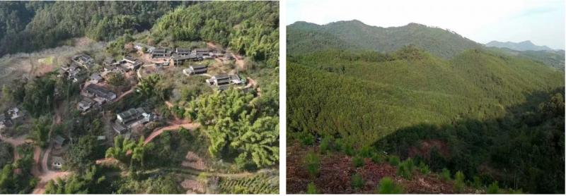 云南省普洱市景东银生政京造林有限公司总经理李政军